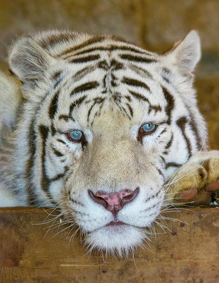White Tiger Portrait Photograph by Gareth Parkes