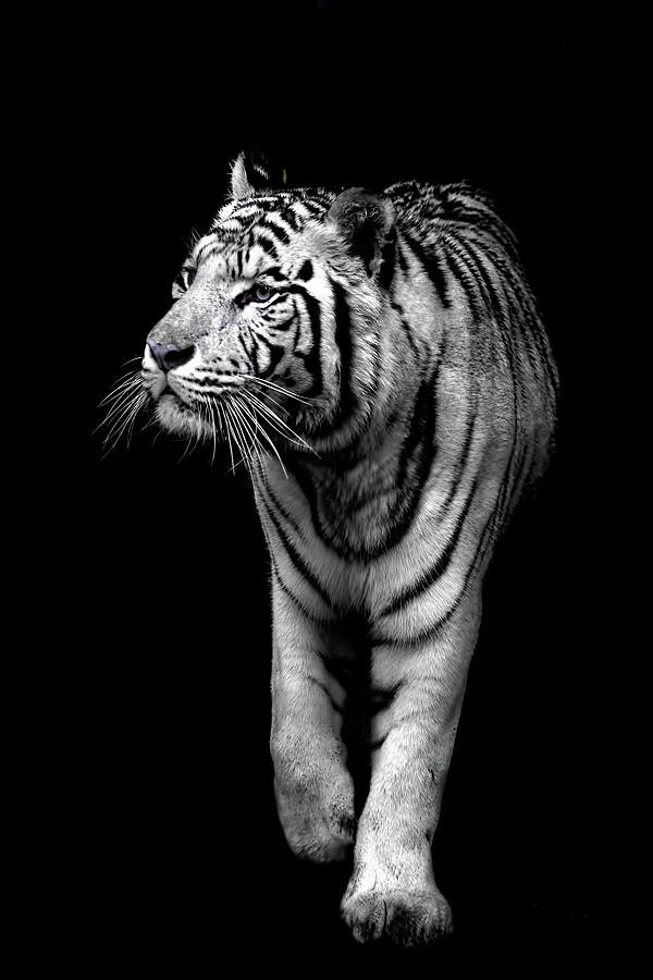 Wildlife Photograph - White tiger  by Zita Stankova