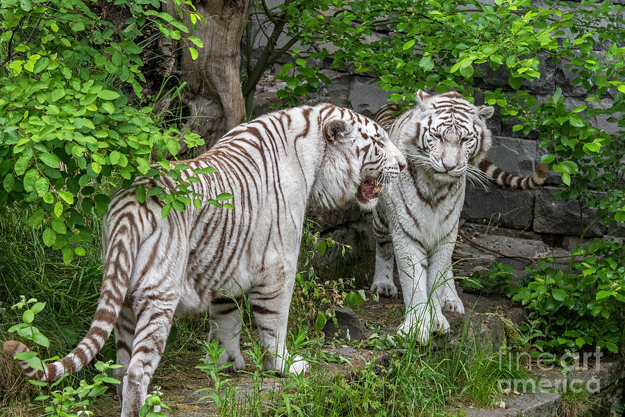 White Tigers Couple Photograph by Arterra Picture Library