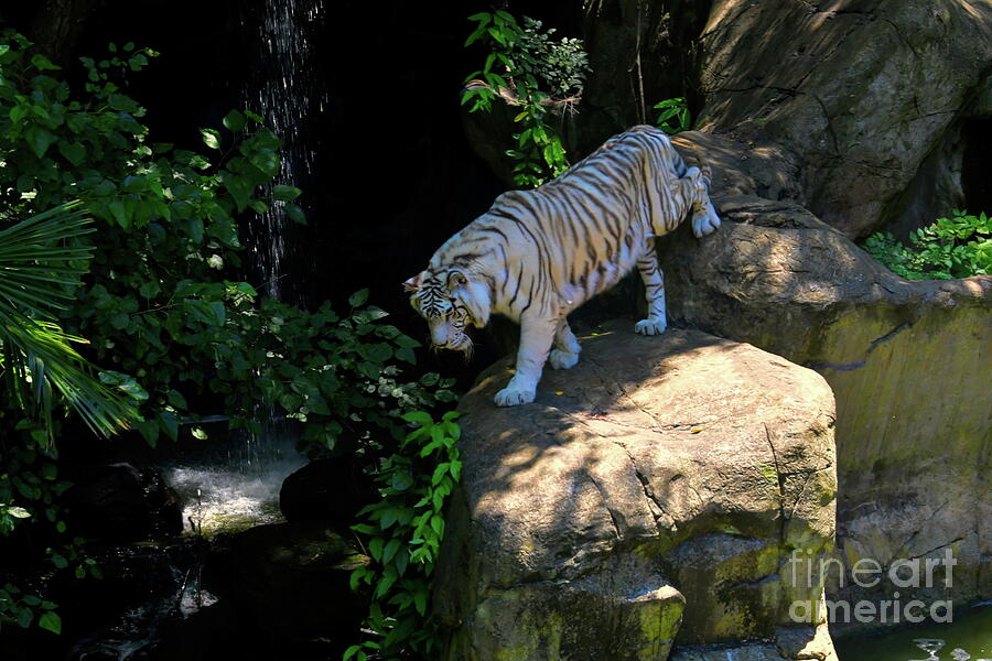 White Tigress Photograph by Diana Mary Sharpton