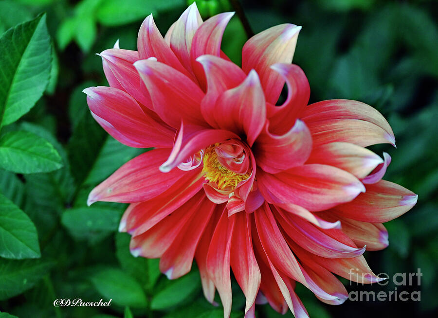 White Tipped Pinnate Dahlia Photograph by Debby Pueschel