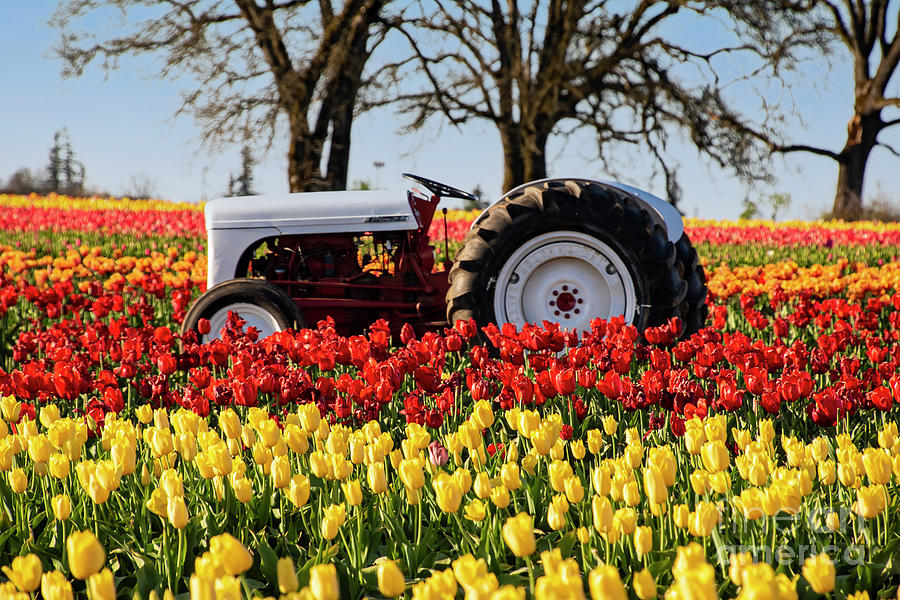 White Tractor Tulips Photograph by Louise Magno