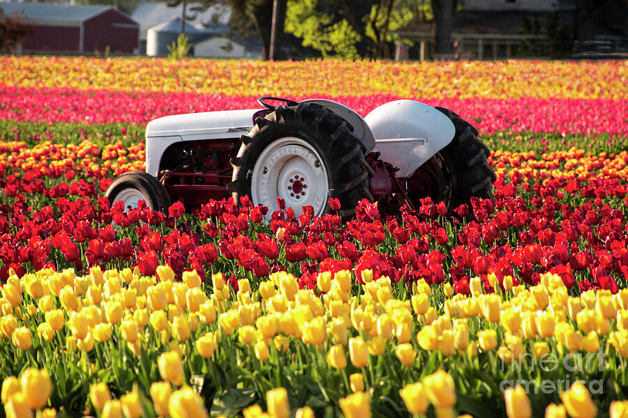 White Tractor Tulips II Photograph by Louise Magno