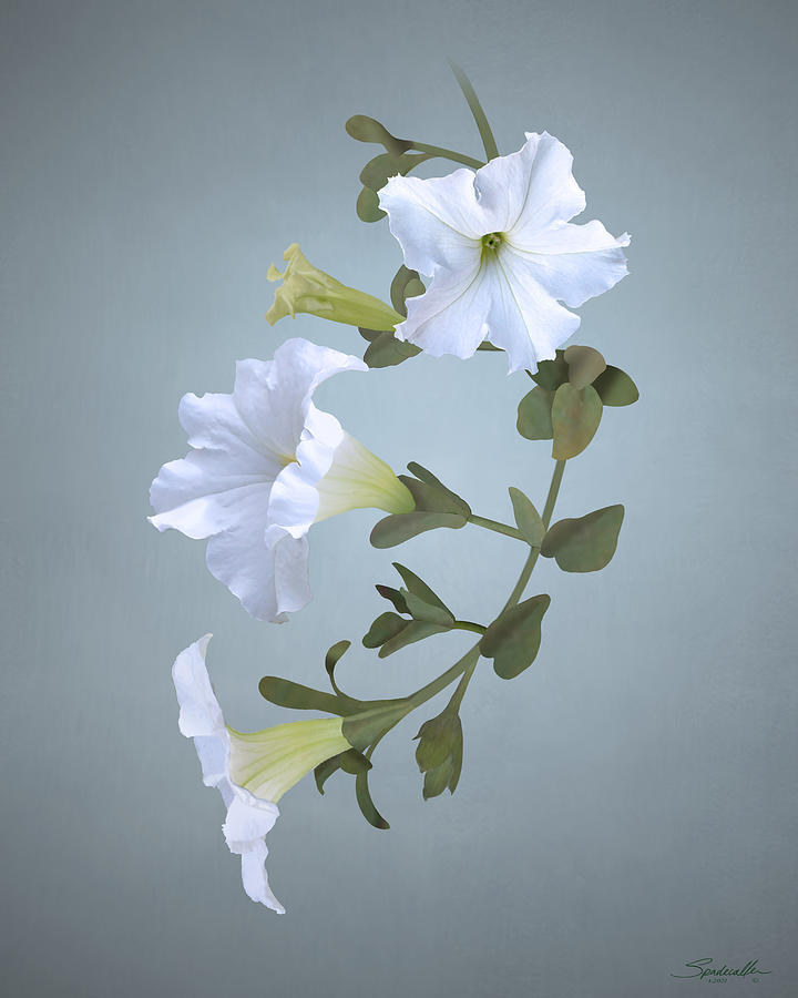 White Petunia Digital Art by M Spadecaller
