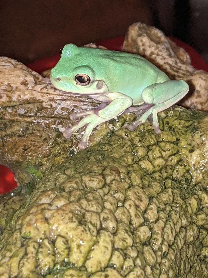 White Tree Frog Photograph by Courtney Sweeney - Pixels