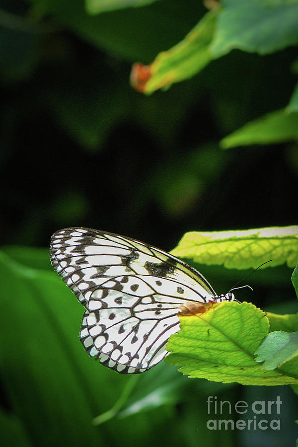 White Tree Nymph Butterfly #2 Photograph by Nancy Gleason