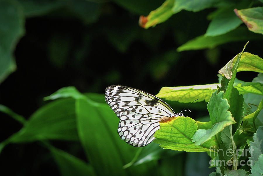 White Tree Nymph Butterfly Photograph by Nancy Gleason