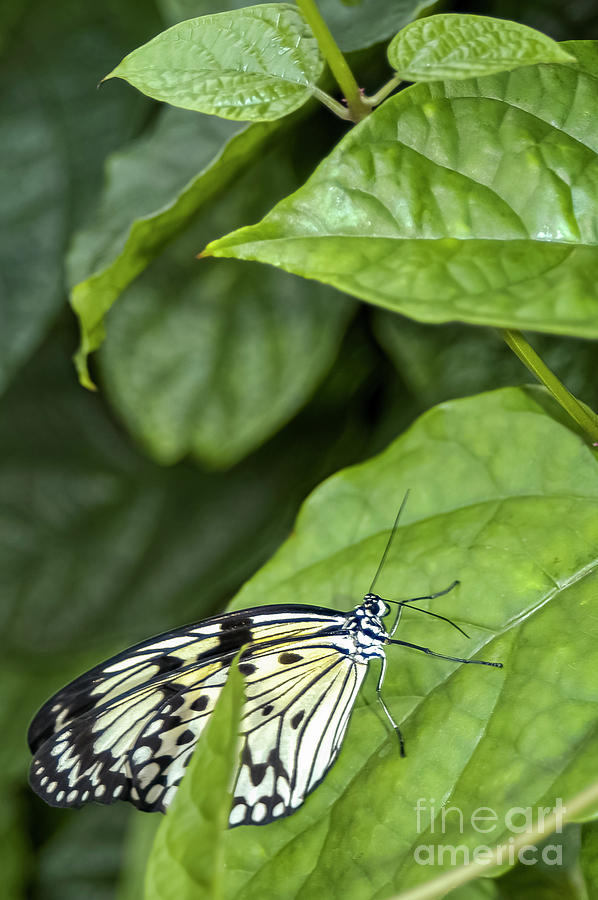 White Tree Nymph on Green Leaf Photograph by Bob Phillips