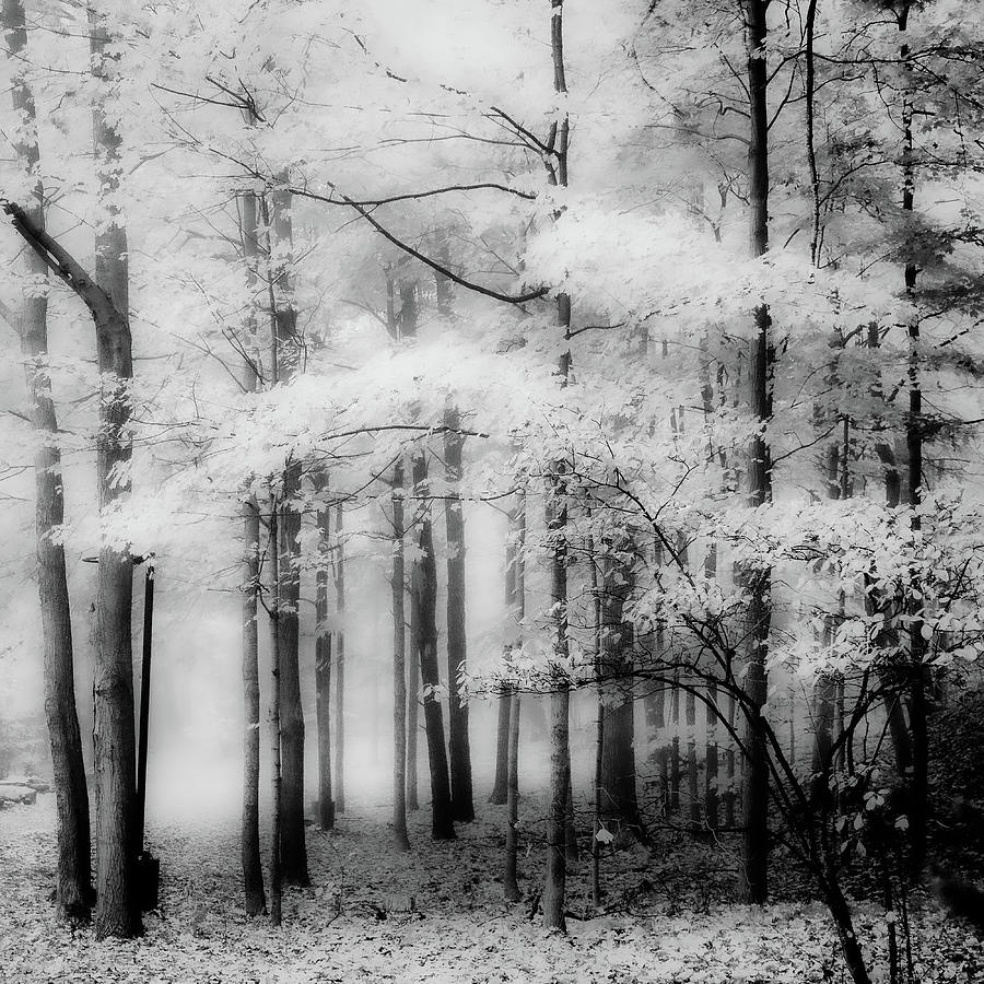 White trees II Photograph by Ana Luiza Cortez