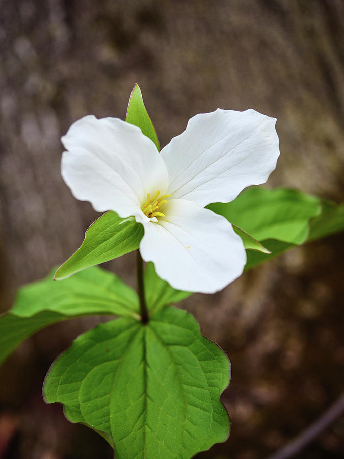 White trilliium Photograph by Rob Huntley
