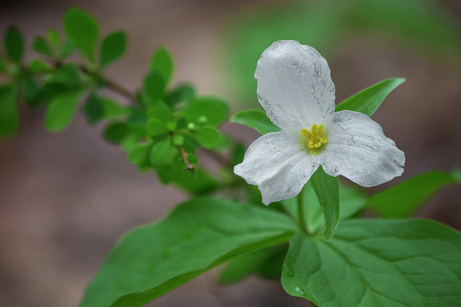 White Trillium Bloom Photograph by White Mountain Images