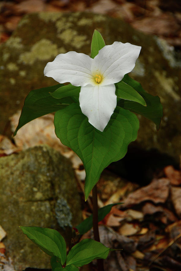 White Trillium in Virginia Photograph by Raymond Salani III