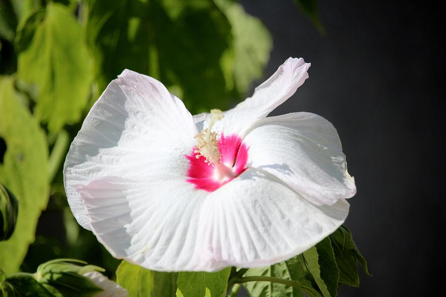White Tropical Hibiscus Photograph by Cynthia Guinn