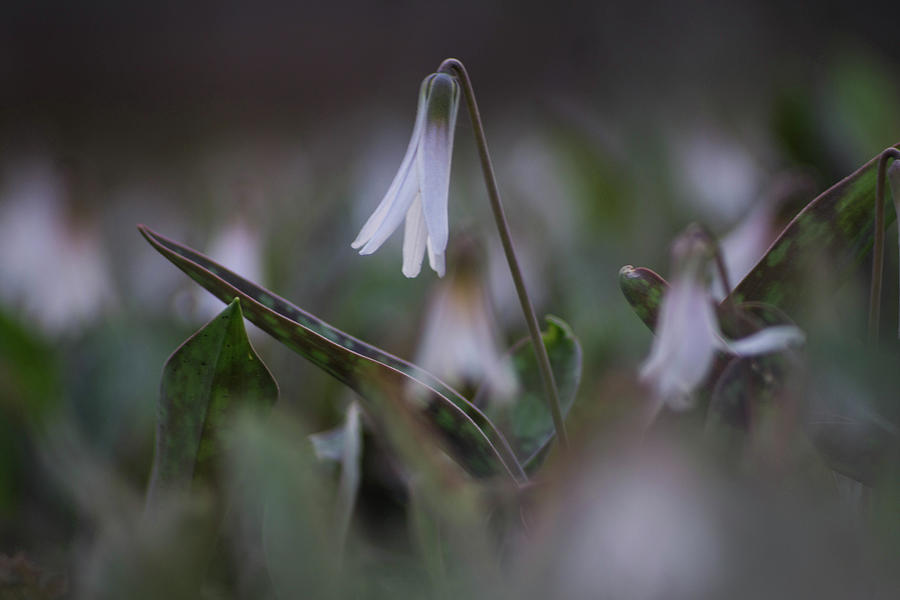 White Trout Lilly in Bloom Photograph by Kimberly Mackowski
