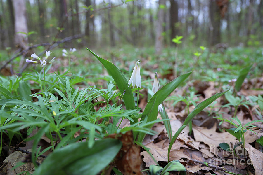 White Trout Lily-Erythronium albidum  0013 Photograph by Jack Schultz