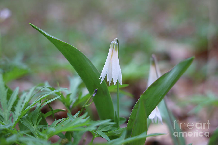 White Trout Lily-Erythronium albidum  0015 Photograph by Jack Schultz