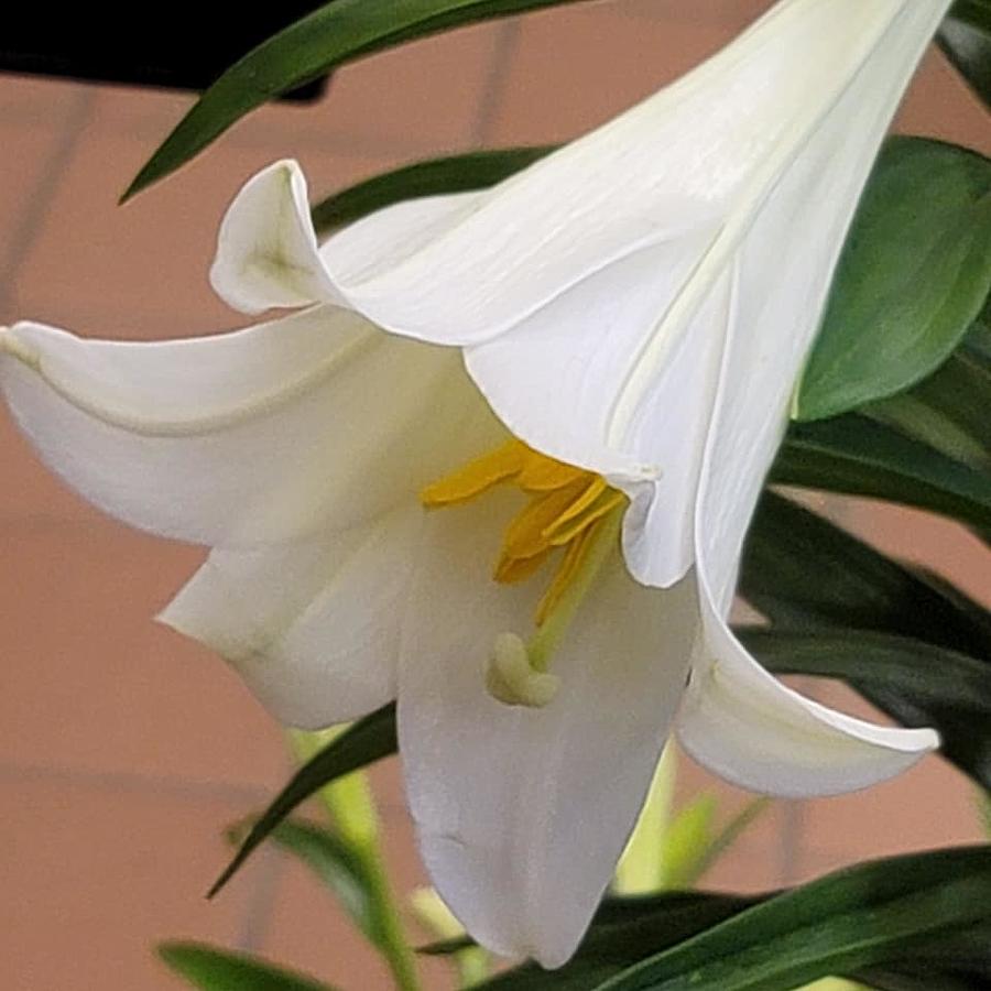 White Trumpet Lily Photograph By Charlotte Gray Pixels