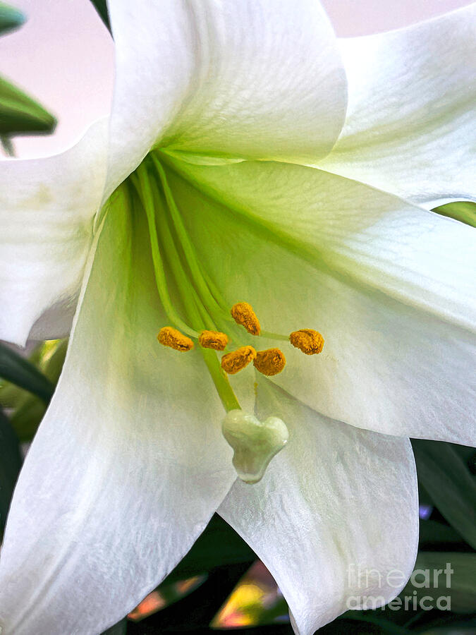 White Trumpet Lily  Photograph by Janice Drew