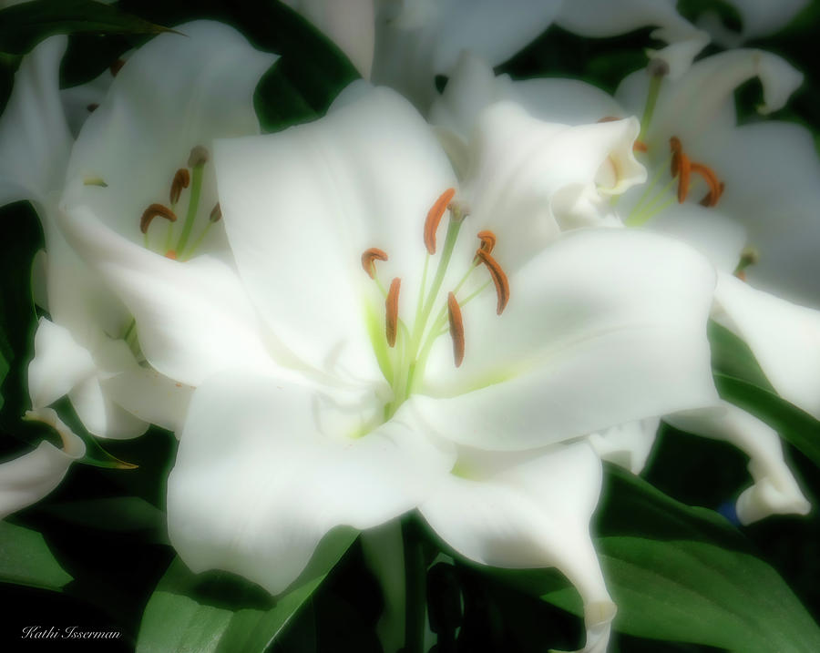 White Trumpet Lily Photograph by Kathi Isserman