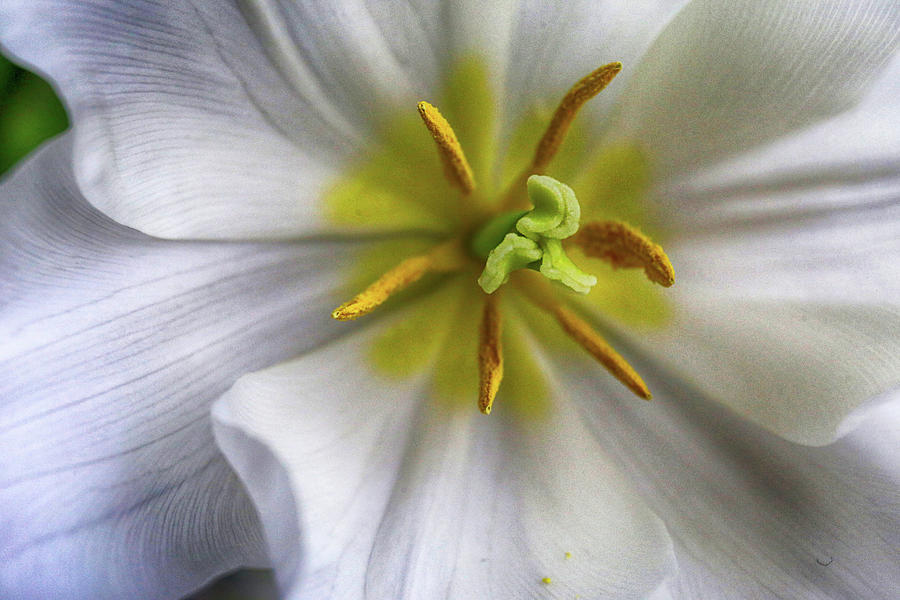 White Tulip 1 022023 Photograph by Mary Bedy