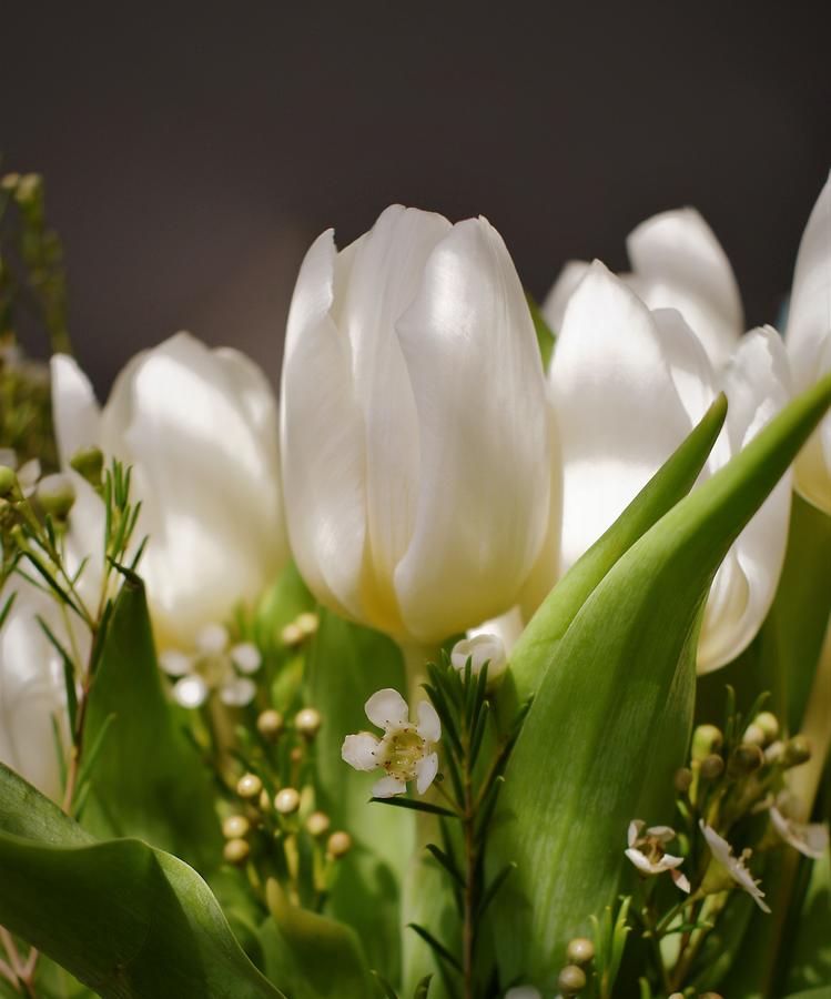 - White Tulip 2 Photograph by THERESA Nye