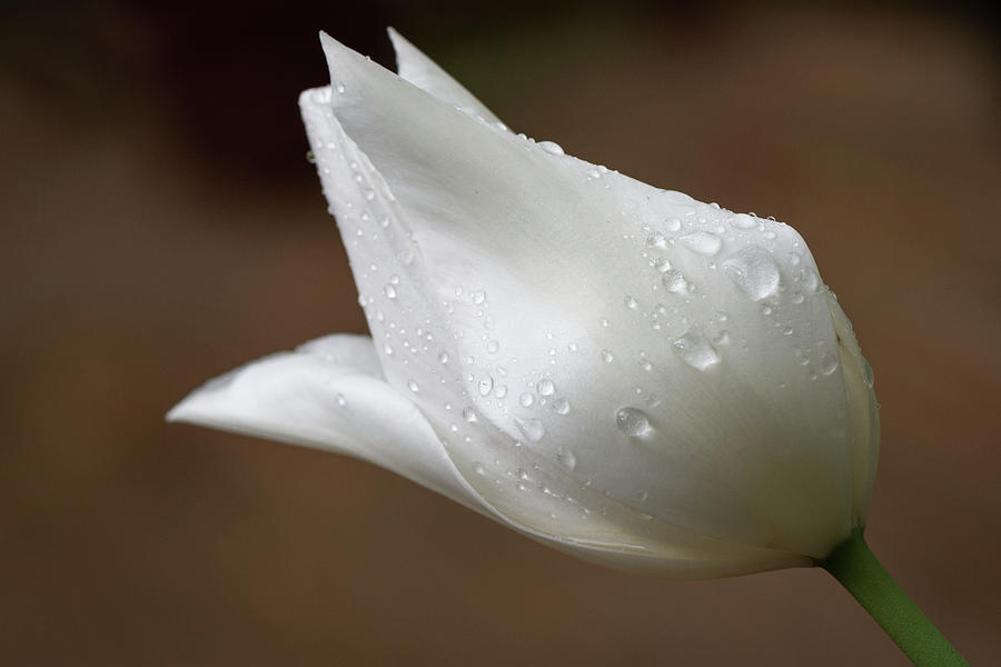White Tulip After Rain Photograph by Karen Smale
