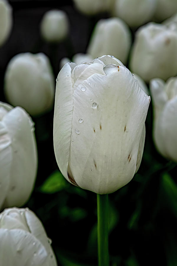 White Tulip And Raindrop Photograph