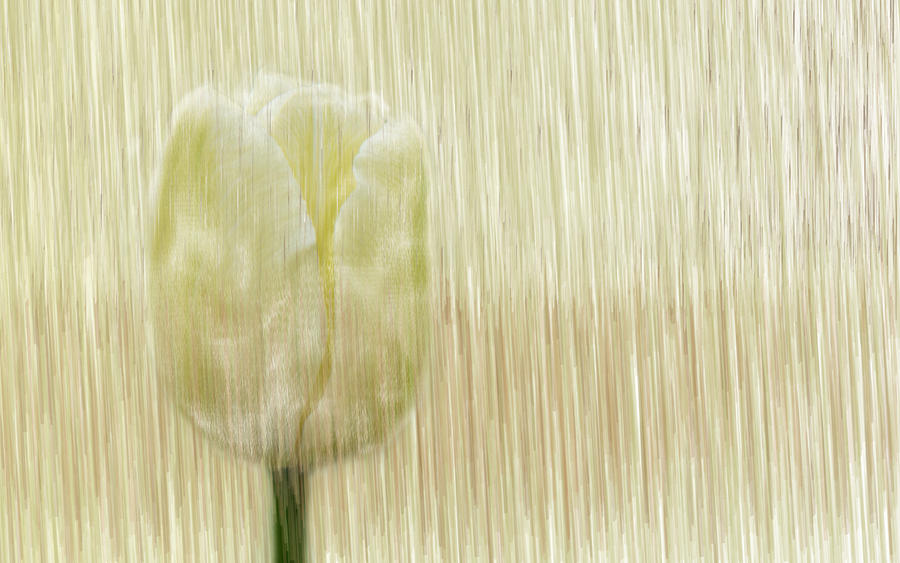 White Tulip Digital Art