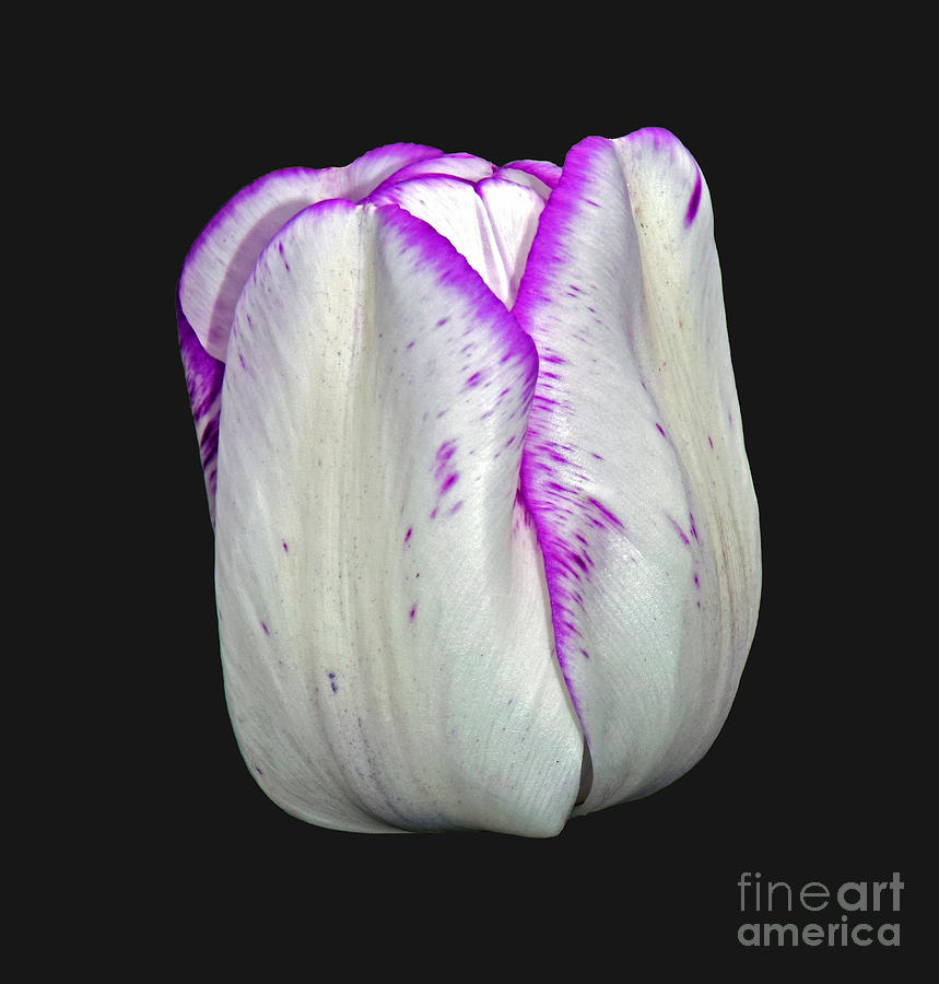 White Tulip Cup Cutout Photograph