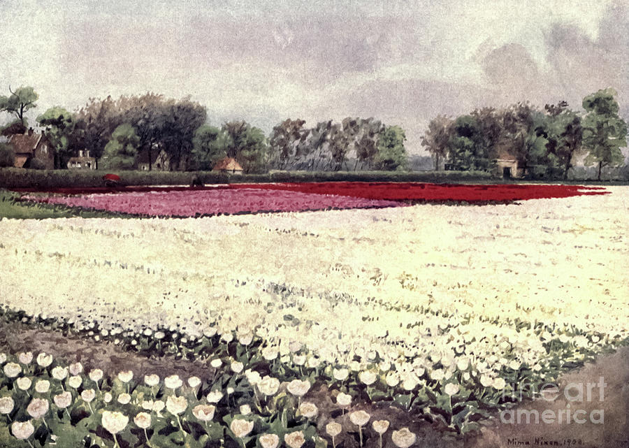 White Tulip field l2 Drawing by Historic Illustrations - Fine Art America