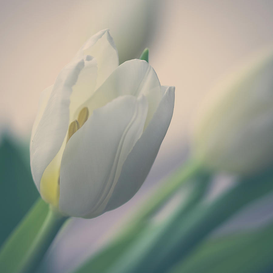 White Tulip in Square Crop Photograph by Joni Eskridge