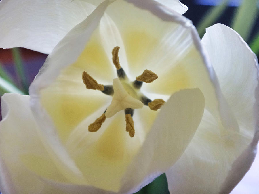 White Tulip Interior View  Photograph by Russel Considine