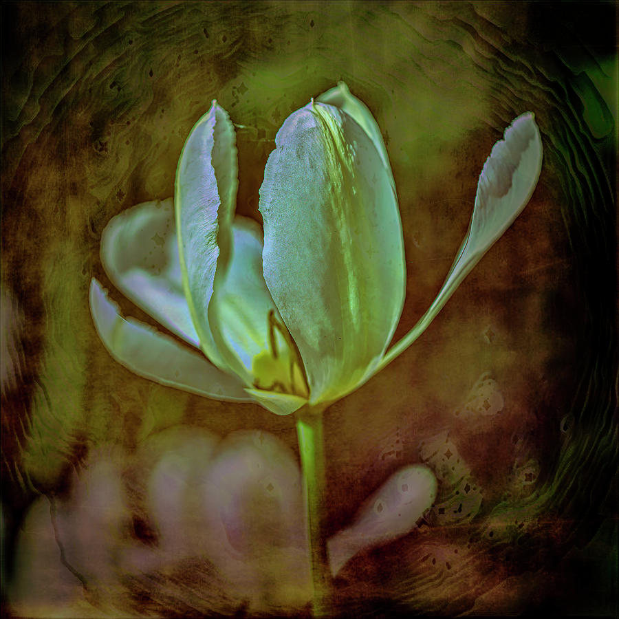White tulip #j8 Photograph by Leif Sohlman