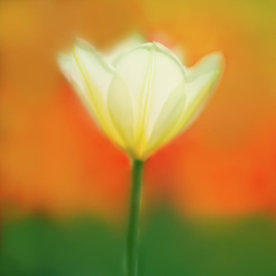 White Tulip Photograph By Joan Han Fine Art America