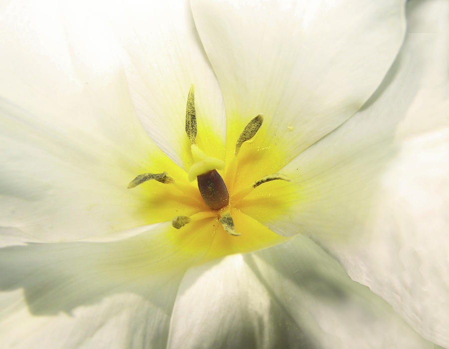 White Tulip Macro Photograph by Sandi OReilly