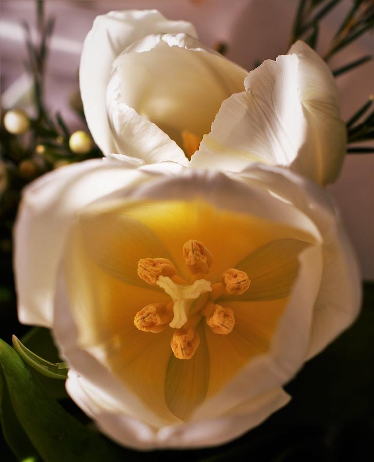 - White Tulip Photograph by THERESA Nye