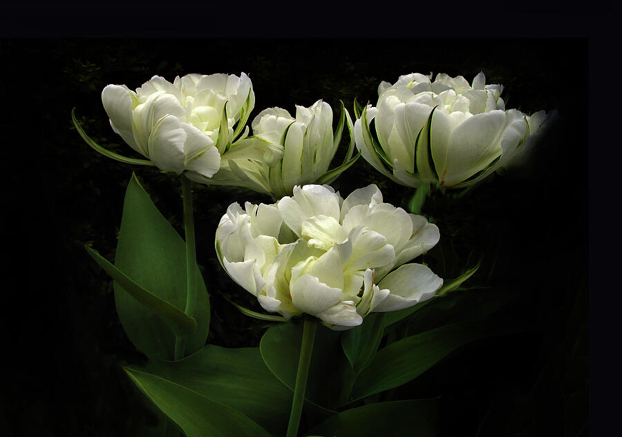 White Tulip Trio Photograph by Jessica Jenney