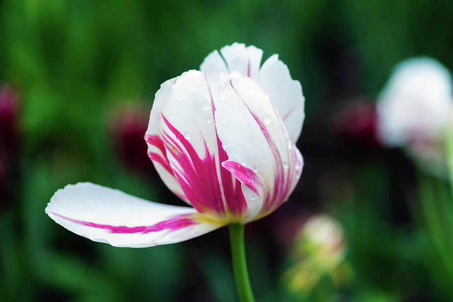 White tulip with pink streaks Photograph by Aarthi Arunkumar