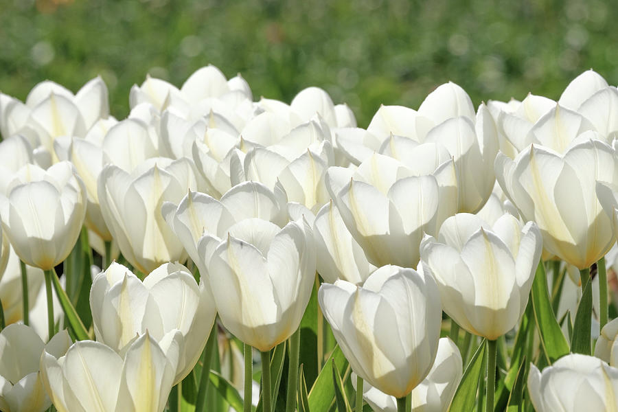 White tulips Photograph by Audrius Jonaitis - Fine Art America