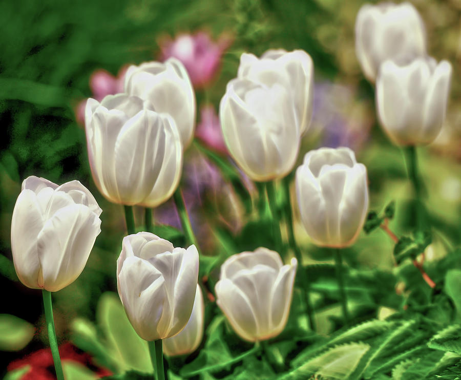 White tulips Photograph by Cordia Murphy