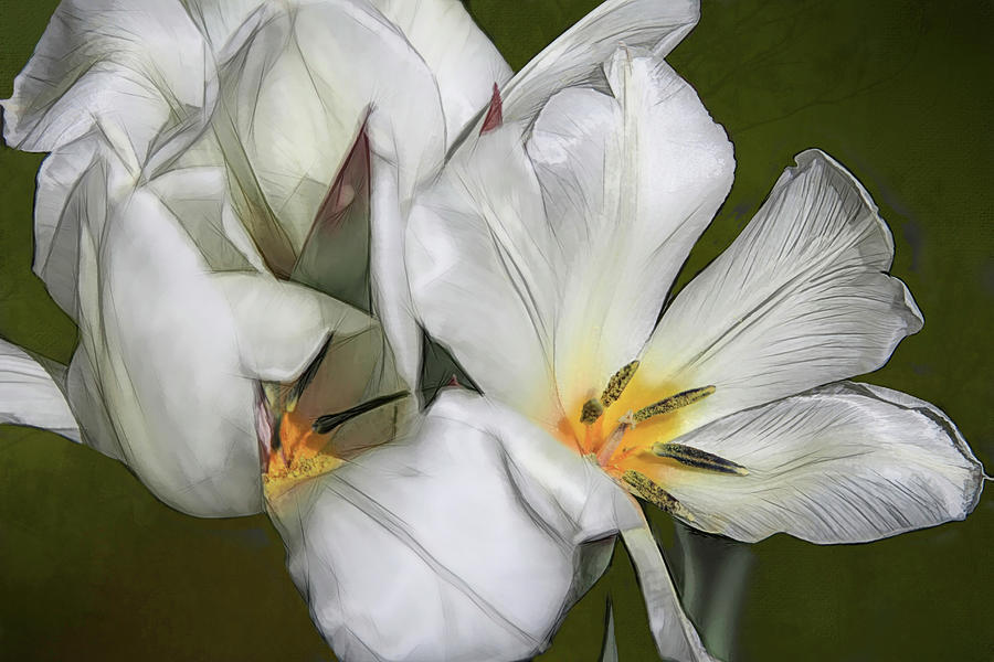 White Tulips Photograph by Donna Kennedy