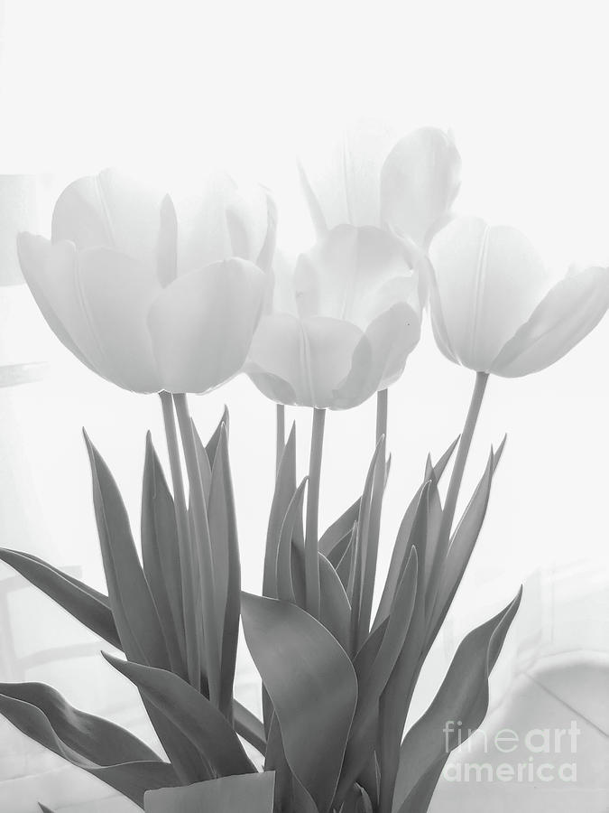 White Tulips Photograph