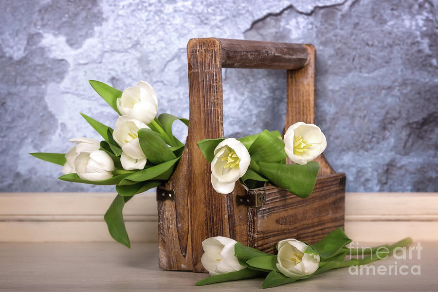 White tulips in a wooden trug Photograph by Jane Rix