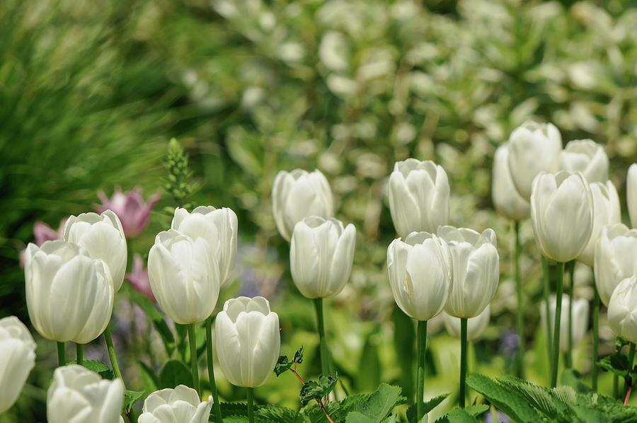 A Group of White Tulips in New York City Photograph by Cordia Murphy