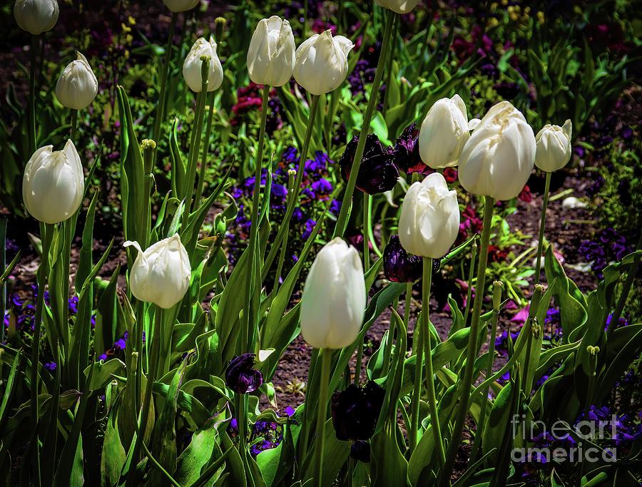 White Tulips Photograph by Jon Burch Photography