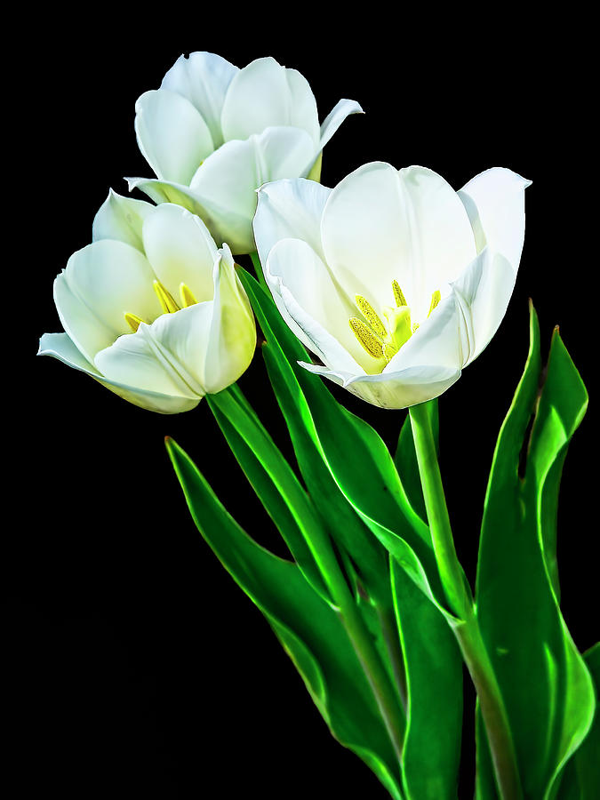 White Tulips Photograph by Marcia Colelli - Pixels