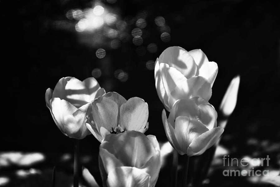 White tulips Photograph by PatriZio M Busnel