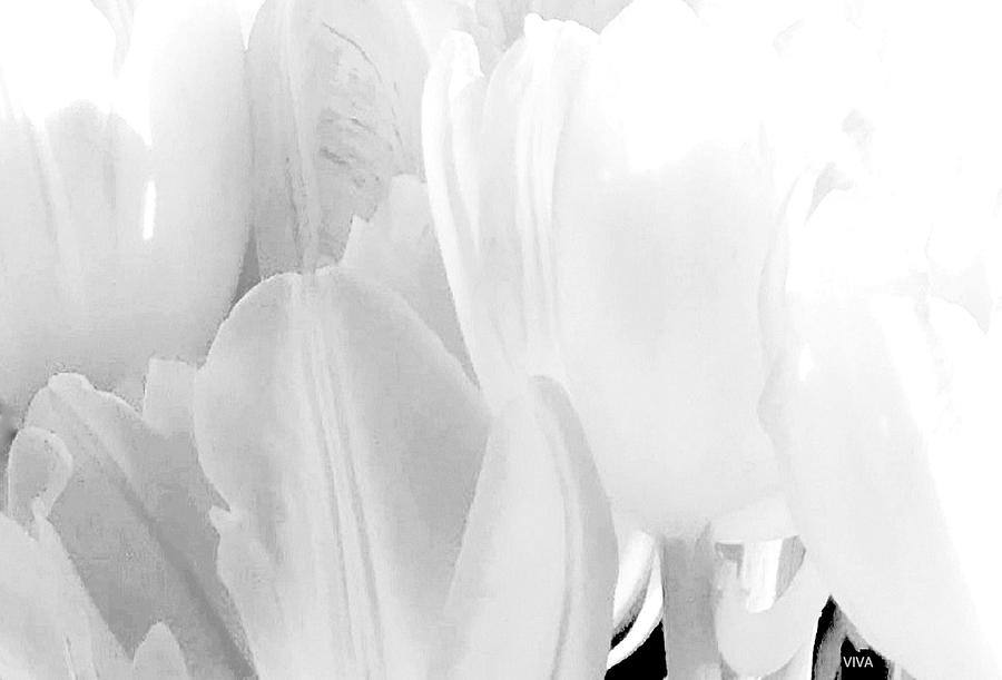 White  Tulips Photograph by VIVA Anderson