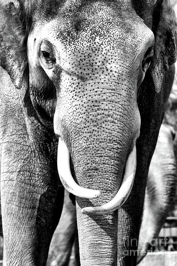 White Tusks at the Berlin Zoo Photograph by John Rizzuto