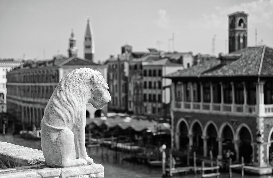 White Venetian Lion Overlooking Grand Canal Life Venice Italy Black and White Photograph by Shawn OBrien